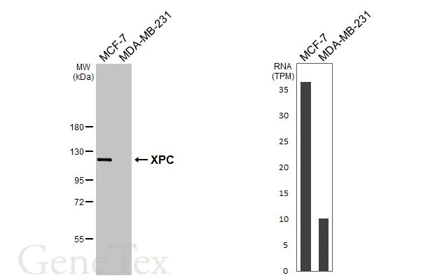 Various whole cell extracts (30 μg) were separated by 7.5% SDS-PAGE, and the membrane was blotted with XPC antibody [HL2894] (GTX640231) diluted at 1:1000. The HRP-conjugated anti-rabbit IgG antibody (GTX213110-01) was used to detect the primary antibody. Corresponding RNA expression data for the same cell lines are based on Human Protein Atlas program.