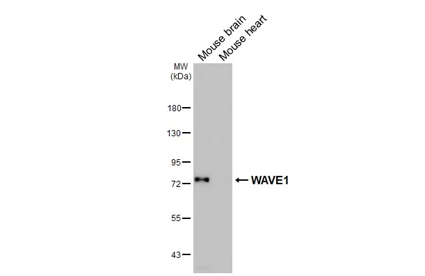 WAVE1 antibody [HL2901]