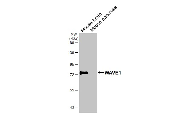 WAVE1 antibody [HL2901]