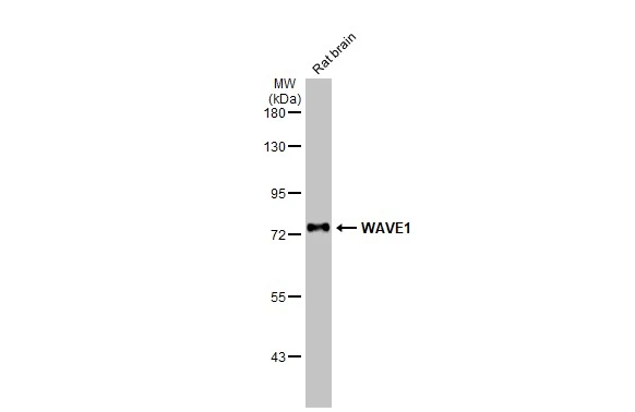 WAVE1 antibody [HL2901]