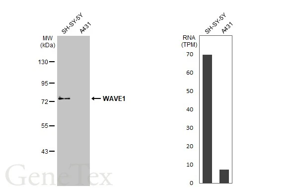 WAVE1 antibody [HL2901]