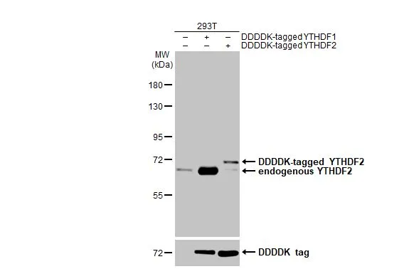 YTHDF2 antibody [HL2910]