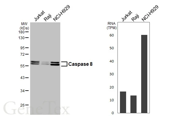 Various whole cell extracts (30 μg) were separated by 10% SDS-PAGE, and the membrane was blotted with Caspase 8 antibody [HL2914] (GTX640257) diluted at 1:1000. The HRP-conjugated anti-rabbit IgG antibody (GTX213110-01) was used to detect the primary antibody. Corresponding RNA expression data for the same cell lines are based on Human Protein Atlas program.