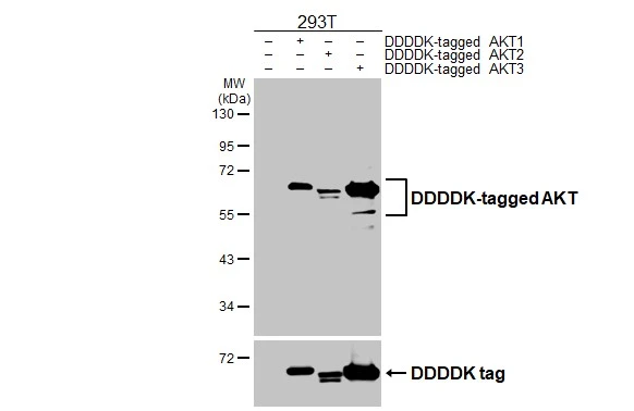 Non-transfected (–) and transfected (+) 293T whole cell extracts were separated by 10% SDS-PAGE, and the membrane was blotted with AKT antibody [HL2915] (GTX640258) diluted at 1:5000. The HRP-conjugated anti-rabbit IgG antibody (GTX213110-01) was used to detect the primary antibody.