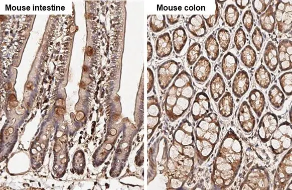 AKT antibody [HL2915] detects AKT protein by immunohistochemical analysis. Sample: Paraffin-embedded mouse tissues. AKT stained by AKT antibody [HL2915] (GTX640258) diluted at 1:100. Antigen Retrieval: Citrate buffer, pH 6.0, 15 min