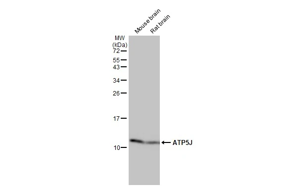 Various tissue extracts (50 μg) were separated by 15% SDS-PAGE, and the membrane was blotted with ATP5J antibody [HL2934] (GTX640318) diluted at 1:1000. The HRP-conjugated anti-rabbit IgG antibody (GTX213110-01) was used to detect the primary antibody.