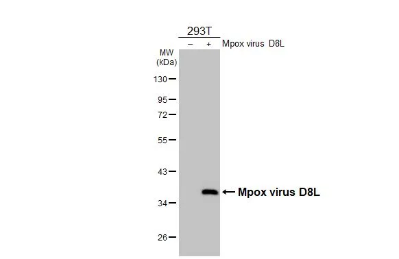 Non-transfected (–) and transfected (+) 293T whole cell extracts (30 μg) were separated by 10% SDS-PAGE, and the membrane was blotted with Monkeypox virus D8L antibody [HL2950] (GTX640335) diluted at 1:5000. The HRP-conjugated anti-rabbit IgG antibody (GTX213110-01) was used to detect the primary antibody.