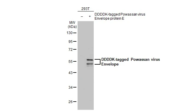 Powassan virus Envelope antibody [HL2952]