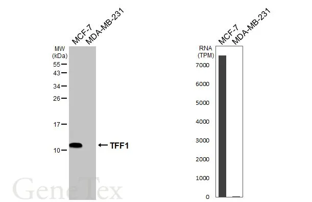 Various whole cell extracts (30 μg) were separated by 15% SDS-PAGE, and the membrane was blotted with TFF1 antibody [HL2968] (GTX640355) diluted at 1:1000. The HRP-conjugated anti-rabbit IgG antibody (GTX213110-01) was used to detect the primary antibody. Corresponding RNA expression data for the same cell lines are based on Human Protein Atlas program.