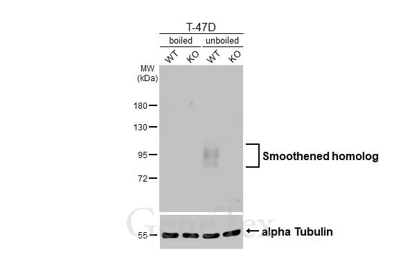 Boiled and unboiled wild-type (WT) and Smoothened homolog knockout (KO) T-47D cell extracts (30 μg) were separated by 7.5% SDS-PAGE, and the membrane was blotted with Smoothened homolog antibody [HL2976] (GTX640363) diluted at 1:1000. The HRP-conjugated anti-rabbit IgG antibody (GTX213110-01) was used to detect the primary antibody, and the signal was developed with Trident ECL plus-Enhanced.