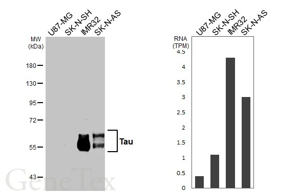 Tau antibody [HL2982]