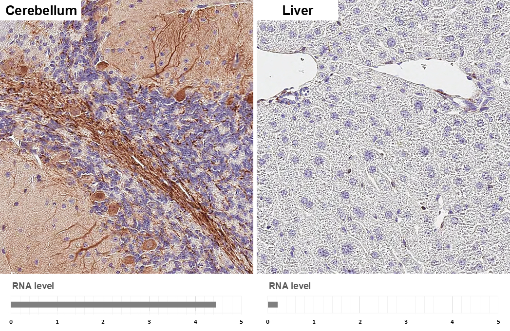 RGS2 antibody [HL2988] detects RGS2 protein by immunohistochemical analysis. Sample: Paraffin-embedded mouse tissues. RGS2 stained by RGS2 antibody [HL2988] (GTX640398) diluted at 1:200. Antigen Retrieval: Tris-EDTA buffer, pH 9.0, 15 min