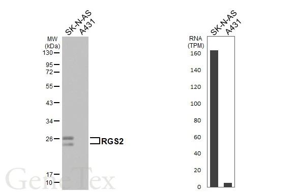 Various whole cell extracts (30 μg) were separated by 12% SDS-PAGE, and the membrane was blotted with RGS2 antibody [HL2988] (GTX640398) diluted at 1:1000. The HRP-conjugated anti-rabbit IgG antibody (GTX213110-01) was used to detect the primary antibody. Corresponding RNA expression data for the same cell lines are based on Human Protein Atlas program.