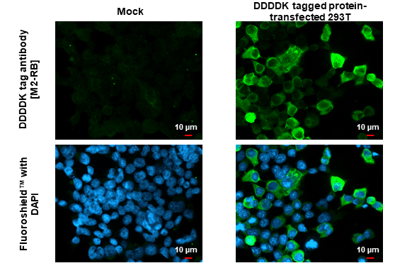 DDDDK tag antibody [M2-RB]