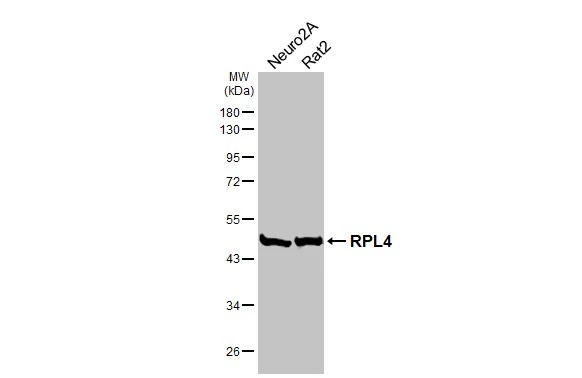RPL4 antibody [HL3006]