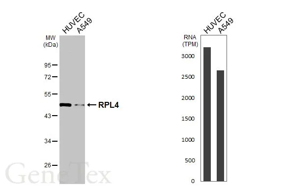 RPL4 antibody [HL3008]