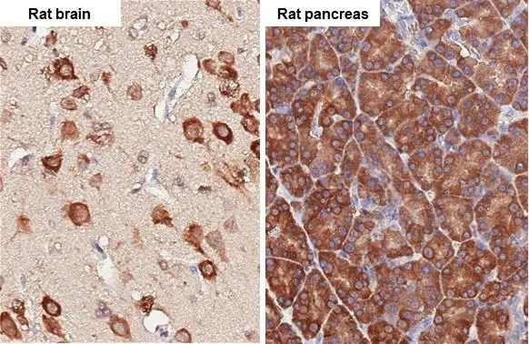 RPL4 antibody [HL3008]