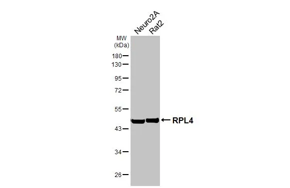 RPL4 antibody [HL3008]