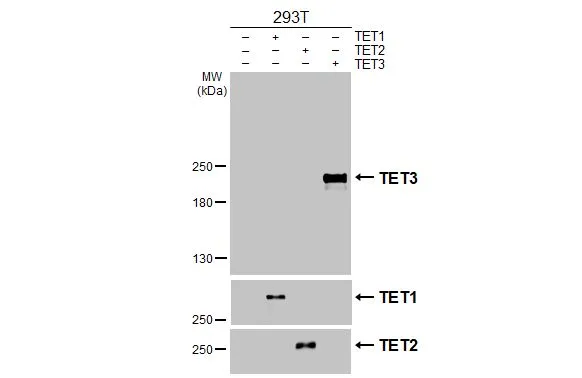 Non-transfected (–) and transfected (+) 293T whole cell extracts (30 μg) were separated by 5% SDS-PAGE, and the membrane was blotted with TET3 antibody [HL3009] (GTX640422) diluted at 1:5000. The HRP-conjugated anti-rabbit IgG antibody (GTX213110-01) was used to detect the primary antibody.