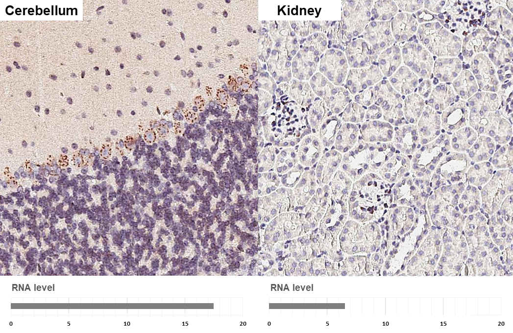 HIF1 alpha antibody [HL3011] detects HIF1 alpha protein by immunohistochemical analysis. Sample: Paraffin-embedded mouse tissues. HIF1 alpha stained by HIF1 alpha antibody [HL3011] (GTX640424) diluted at 1:100. Antigen Retrieval: Citrate buffer, pH 6.0, 15 min Corresponding RNA levels (RPKM) in the tissues are based on NCBI database.