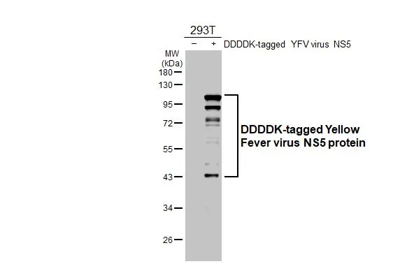 Non-transfected (–) and transfected (+) 293T whole cell extracts (30 μg) were separated by 7.5% SDS-PAGE, and the membrane was blotted with Yellow Fever virus NS5 protein antibody [HL3014] (GTX640427) diluted at 1:20000. The HRP-conjugated anti-rabbit IgG antibody (GTX213110-01) was used to detect the primary antibody.