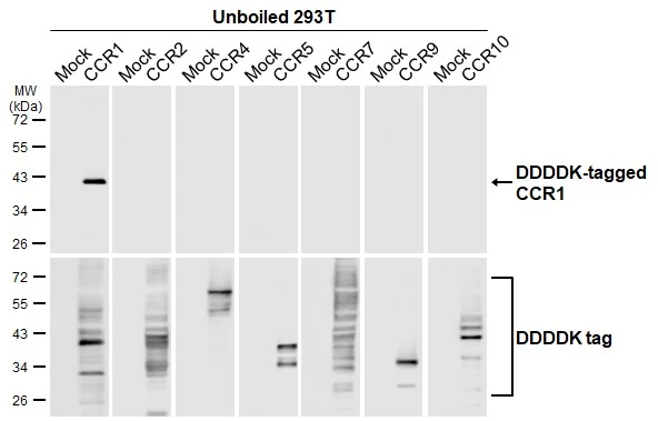 Unboiled non-transfected (–) and transfected (+) 293T whole cell extracts (30 μg) were separated by 10% SDS-PAGE, and the membrane was blotted with CCR1 antibody [HL3023] (GTX640436) diluted at 1:5000. The HRP-conjugated anti-rabbit IgG antibody (GTX213110-01) was used to detect the primary antibody.