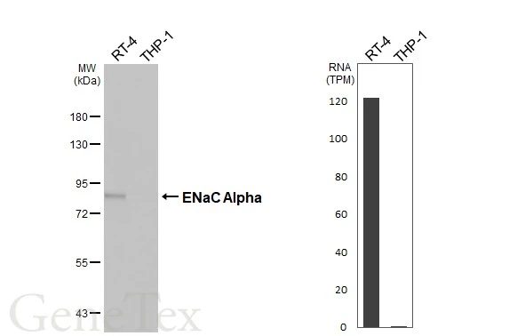 Various whole cell extracts (30 μg) were separated by 7.5% SDS-PAGE, and the membrane was blotted with ENaC Alpha antibody [HL3027] (GTX640465) diluted at 1:1000. The HRP-conjugated anti-rabbit IgG antibody (GTX213110-01) was used to detect the primary antibody. Corresponding RNA expression data for the same cell lines are based on Human Protein Atlas program.