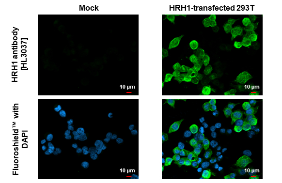 HRH1 antibody [HL3037] detects HRH1 protein by immunofluorescent analysis. Sample: Mock and transfected 293T cells were fixed in ice-cold MeOH for 5 min. Green: HRH1 stained by HRH1 antibody [HL3037] (GTX640475) diluted at 1:500. Blue: Fluoroshield with DAPI (GTX30920).