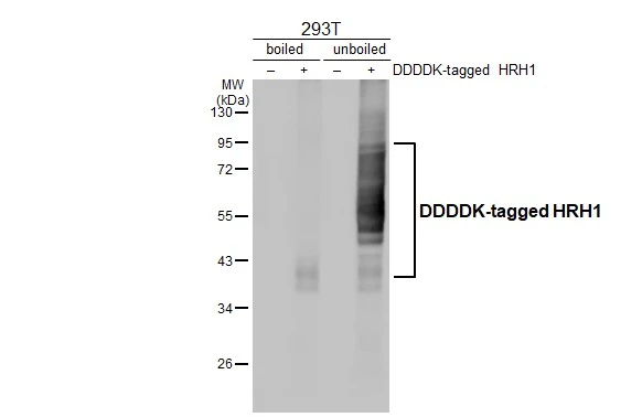 Non-transfected (–) and transfected (+) boiled and unboiled 293T whole cell extracts (30 μg) were separated by 10% SDS-PAGE, and the membrane was blotted with HRH1 antibody [HL3037] (GTX640475) diluted at 1:5000. The HRP-conjugated anti-rabbit IgG antibody (GTX213110-01) was used to detect the primary antibody.