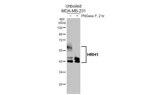 HRH1 antibody [HL3037]