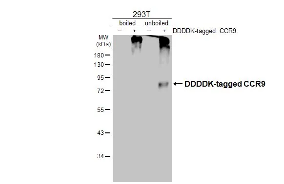 Non-transfected (–) and transfected (+) boiled and unboiled 293T whole cell extracts (30 μg) were separated by 10% SDS-PAGE, and the membrane was blotted with CCR9 antibody [HL3054] (GTX640497) diluted at 1:5000. The HRP-conjugated anti-rabbit IgG antibody (GTX213110-01) was used to detect the primary antibody, and the signal was developed with Trident femto Western HRP Substrate.