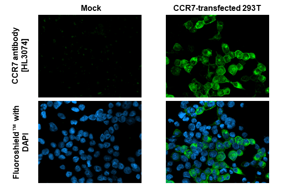 CCR7 antibody [HL3074] detects CCR7 protein by immunofluorescent analysis. Sample: Mock and transfected 293T cells were fixed in ice-cold MeOH for 5 min. Green: CCR7 stained by CCR7 antibody [HL3074] (GTX640520) diluted at 1:500. Blue: Fluoroshield with DAPI (GTX30920).