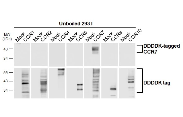 Unboiled non-transfected (–) and transfected (+) 293T whole cell extracts (30 μg) were separated by 10% SDS-PAGE, and the membrane was blotted with CCR7 antibody [HL3075] (GTX640521) diluted at 1:5000. The HRP-conjugated anti-rabbit IgG antibody (GTX213110-01) was used to detect the primary antibody.