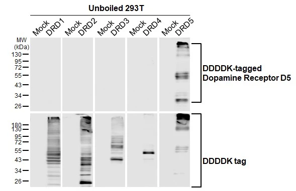 Unboiled non-transfected (–) and transfected (+) 293T whole cell extracts (30 μg) were separated by 10% SDS-PAGE, and the membrane was blotted with Dopamine Receptor D5 antibody [HL3081] (GTX640527) diluted at 1:5000. The HRP-conjugated anti-rabbit IgG antibody (GTX213110-01) was used to detect the primary antibody.