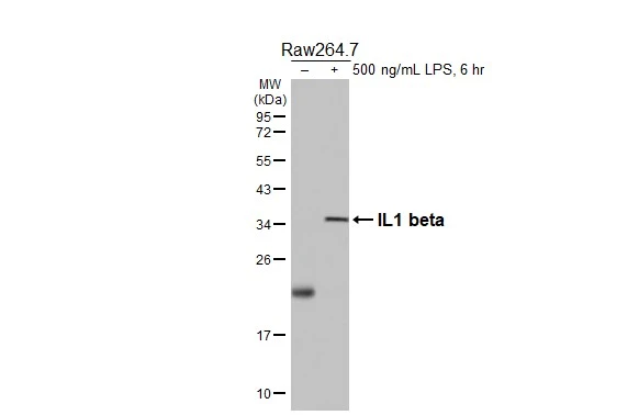 Untreated (–) and treated (+) Raw264.7 whole cell extracts (30 μg) were separated by 12% SDS-PAGE, and the membrane was blotted with IL1 beta antibody [HL3084] (GTX640530) diluted at 1:1000. The HRP-conjugated anti-rabbit IgG antibody (GTX213110-01) was used to detect the primary antibody.