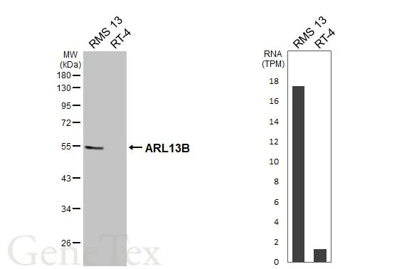 ARL13B antibody [HL3092]