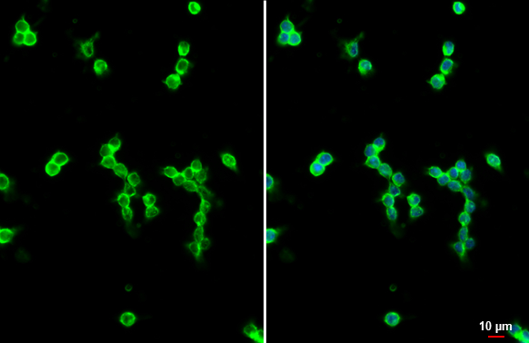 CD11b antibody [HL3095] detects CD11b protein by immunofluorescent analysis. Sample: Raw264.7 cells were fixed in 4% paraformaldehyde at RT for 15 min. Green: CD11b stained by CD11b antibody [HL3095] (GTX640541) diluted at 1:500. Blue: Fluoroshield with DAPI (GTX30920).