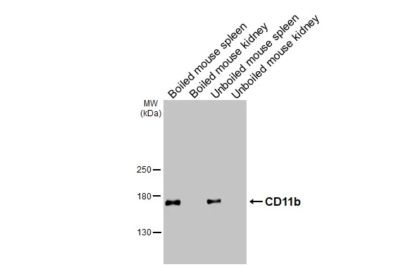 Boiled and unboiled various tissue extracts (50 μg) were separated by 5% SDS-PAGE, and the membrane was blotted with CD11b antibody [HL3095] (GTX640541) diluted at 1:1000. The HRP-conjugated anti-rabbit IgG antibody (GTX213110-01) was used to detect the primary antibody.
