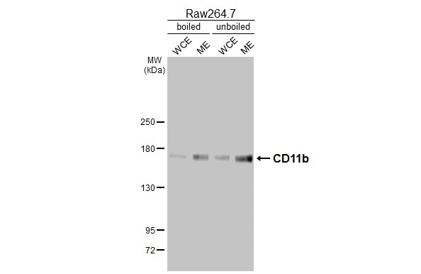 Boiled and unboiled Raw 264.7 whole cell and membrane extracts (30 μg) were separated by 5% SDS-PAGE, and the membrane was blotted with CD11b antibody [HL3097] (GTX640543) diluted at 1:10000. The HRP-conjugated anti-rabbit IgG antibody (GTX213110-01) was used to detect the primary antibody. (WCE: whole cell extract; ME: membrane extract)