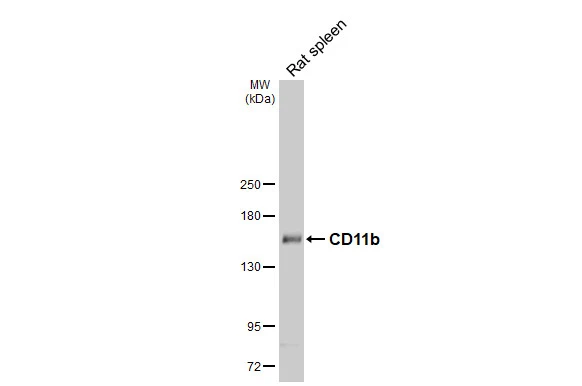Rat tissue extract (50 μg) was separated by 5% SDS-PAGE, and the membrane was blotted with CD11b antibody [HL3097] (GTX640543) diluted at 1:3000. The HRP-conjugated anti-rabbit IgG antibody (GTX213110-01) was used to detect the primary antibody.