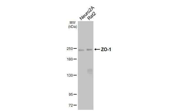 ZO-1 antibody [HL3114]