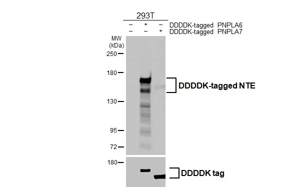 Non-transfected (–) and transfected (+) 293T whole cell extracts were separated by 5% SDS-PAGE, and the membrane was blotted with NTE antibody [HL3127] (GTX640613) diluted at 1:50000. The HRP-conjugated anti-rabbit IgG antibody (GTX213110-01) was used to detect the primary antibody.