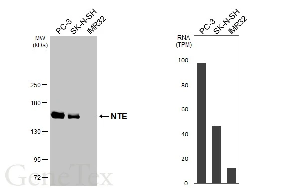 Various whole cell extracts (30 μg) were separated by 5% SDS-PAGE, and the membrane was blotted with NTE antibody [HL3127] (GTX640613) diluted at 1:1000. The HRP-conjugated anti-rabbit IgG antibody (GTX213110-01) was used to detect the primary antibody. Corresponding RNA expression data for the same cell lines are based on Human Protein Atlas program.