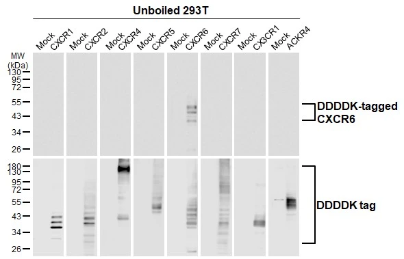 Unboiled non-transfected (–) and transfected (+) 293T whole cell extracts (30 μg) were separated by 10% SDS-PAGE, and the membrane was blotted with CXCR6 antibody [HL3144] (GTX640636) diluted at 1:5000. The HRP-conjugated anti-rabbit IgG antibody (GTX213110-01) was used to detect the primary antibody.