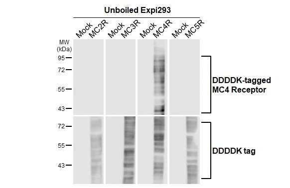 Unboiled non-transfected (–) and transfected (+) Expi293 whole cell extracts (30 μg) were separated by 7.5% SDS-PAGE, and the membrane was blotted with MC4 Receptor antibody [HL3145] (GTX640637) diluted at 1:5000. The HRP-conjugated anti-rabbit IgG antibody (GTX213110-01) was used to detect the primary antibody.