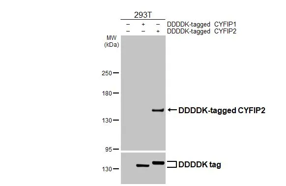 Non-transfected (–) and transfected (+) 293T whole cell extracts were separated by 5% SDS-PAGE, and the membrane was blotted with CYFIP2 antibody [HL3148] (GTX640658) diluted at 1:5000. The HRP-conjugated anti-rabbit IgG antibody (GTX213110-01) was used to detect the primary antibody.