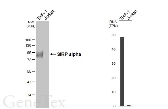 Various whole cell extracts (30 μg) were separated by 10% SDS-PAGE, and the membrane was blotted with SIRP alpha antibody [HL3149] (GTX640659) diluted at 1:1000. The HRP-conjugated anti-rabbit IgG antibody (GTX213110-01) was used to detect the primary antibody. Corresponding RNA expression data for the same cell lines are based on Human Protein Atlas program.