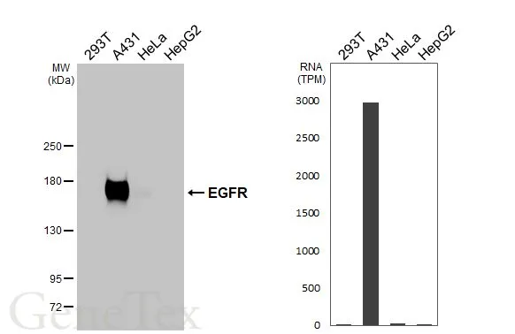 EGFR antibody [HL3153]