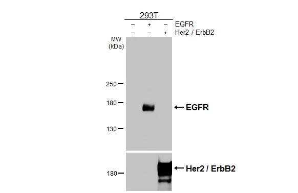 EGFR antibody [HL3153]