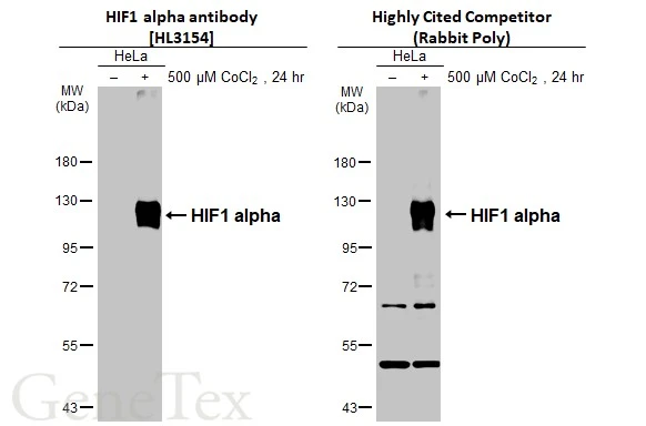 Untreated (–) and treated (+) HeLa whole cell extracts (30 μg) were separated by 7.5% SDS-PAGE, and the membranes were blotted with HIF1 alpha antibody [HL3154] (GTX640664) diluted at 1:1000 and competitor's antibody (Competitor) diluted at 1:1000. The HRP-conjugated anti-rabbit IgG antibody (GTX213110-01) was used to detect the primary antibody. *The competitor is not affiliated with GeneTex and does not endorse this product.